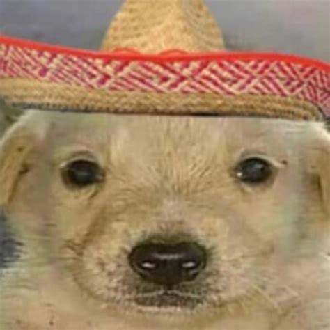 mexican blanket meme|mexican dog memes.